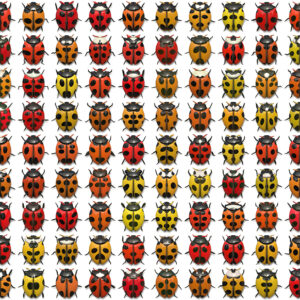 10 Beetle Collection Backgrounds Preview Set