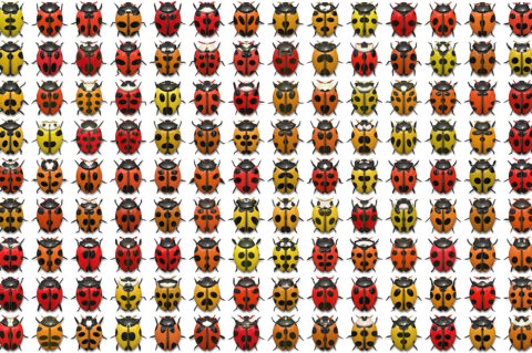 10 Beetle Collection Backgrounds Preview Set