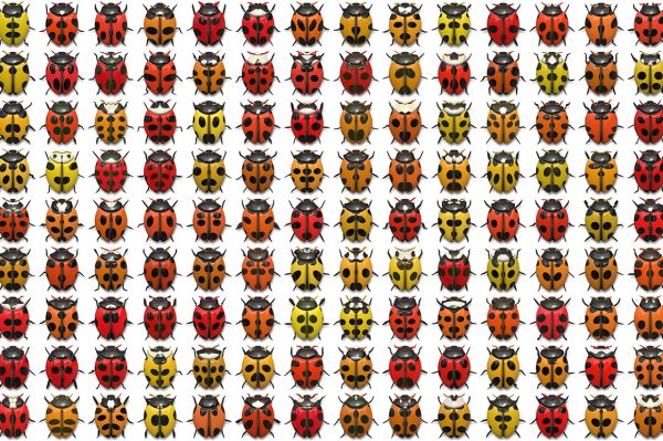 10 Beetle Collection Backgrounds Preview Set