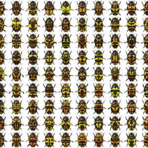 10 Beetle Collection Backgrounds Preview Set