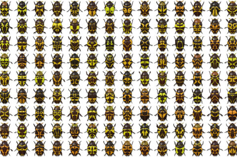 10 Beetle Collection Backgrounds Preview Set