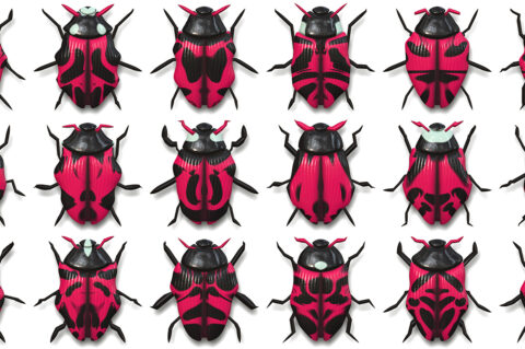 10 Beetle Collection Backgrounds Preview Set