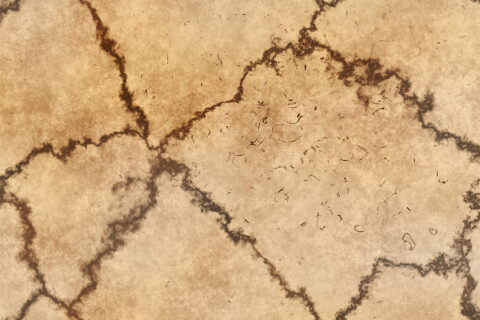 Skull Bone Background Textures