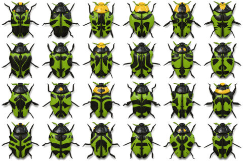 10 Beetle Collection Backgrounds Preview Set