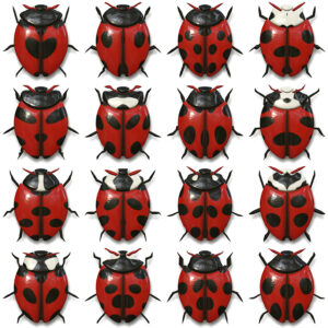 10 Beetle Collection Backgrounds Preview Set