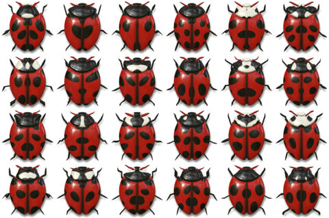 10 Beetle Collection Backgrounds Preview Set