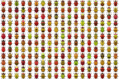 10 Beetle Collection Backgrounds Preview Set