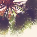 01-palm-leaves-texture-copy-