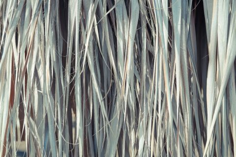 11 Palm Leaves Textures
