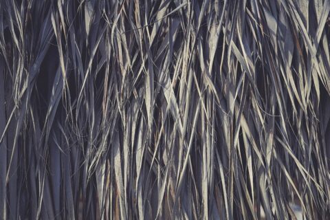 11 Palm Leaves Textures