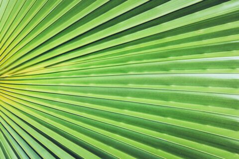 11 Palm Leaves Textures