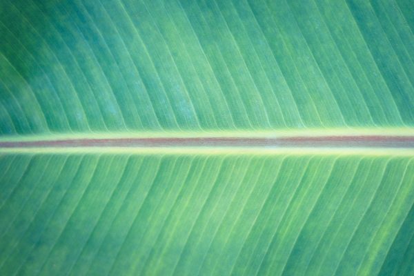 11 Palm Leaves Textures