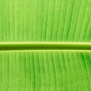 11 Palm Leaves Textures