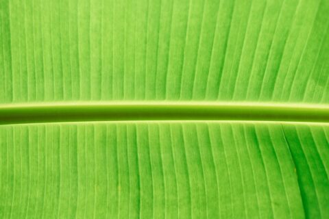 11 Palm Leaves Textures