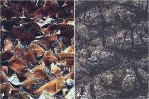 29 Palm Bark Textures & Backgrounds