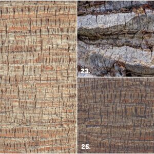 29 Palm Bark Textures & Backgrounds