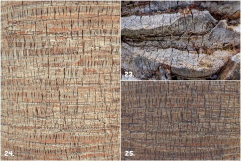 29 Palm Bark Textures & Backgrounds