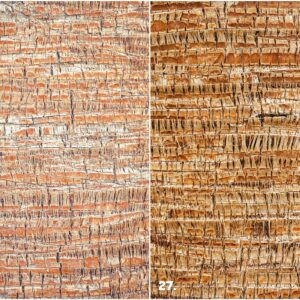 29 Palm Bark Textures & Backgrounds