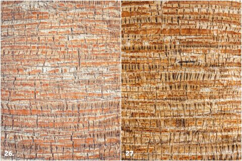 29 Palm Bark Textures & Backgrounds