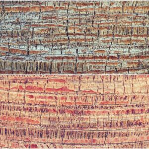 29 Palm Bark Textures & Backgrounds