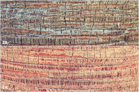 29 Palm Bark Textures & Backgrounds