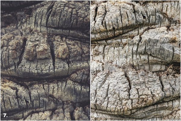 29 Palm Bark Textures & Backgrounds