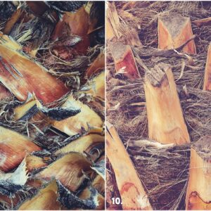 29 Palm Bark Textures & Backgrounds