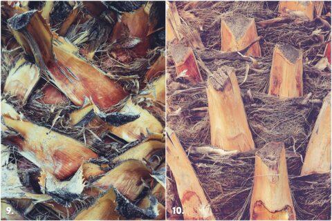 29 Palm Bark Textures & Backgrounds