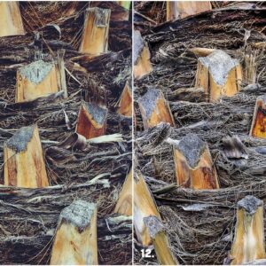29 Palm Bark Textures & Backgrounds