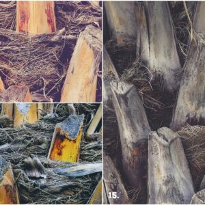 29 Palm Bark Textures & Backgrounds