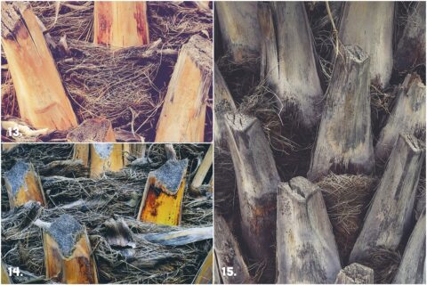 29 Palm Bark Textures & Backgrounds