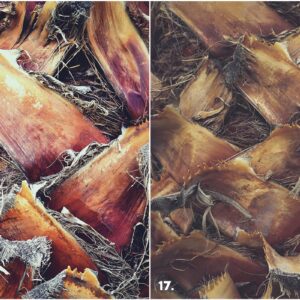 29 Palm Bark Textures & Backgrounds