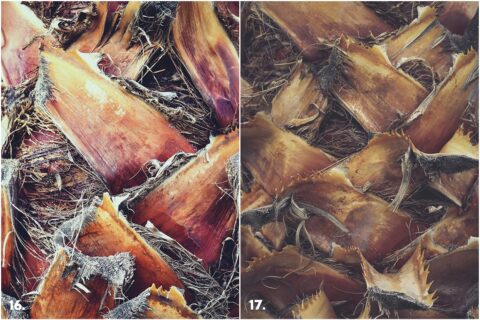 29 Palm Bark Textures & Backgrounds