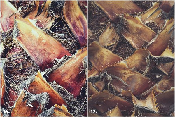 29 Palm Bark Textures & Backgrounds