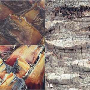 29 Palm Bark Textures & Backgrounds