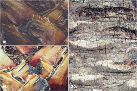 29 Palm Bark Textures & Backgrounds