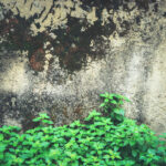 Rocky stone wall with moss and green plants texture