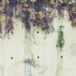 White concrete wall texture with overhanging dry grape plant.