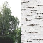 12-Birch-Bark-Textures-Preview-1