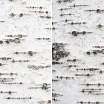 12-Birch-Bark-Textures-Preview-2