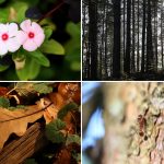50 Floral Macro Backgrounds Preview Slide