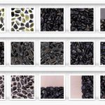 38 Gold Obsidian Background Textures Samples Showcase Shelfs