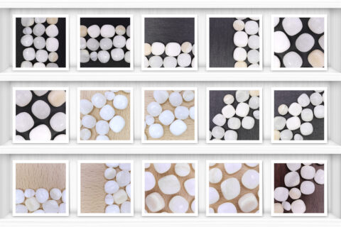 Tridacna Background Textures Showcase Shelves Samples Preview