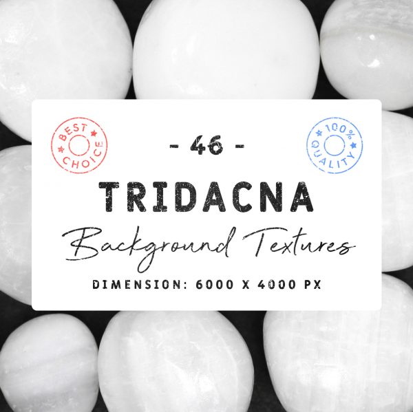 Tridacna Background Textures Square Cover Preview