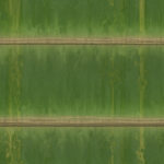 Green seamless bamboo texture. Bamboo wood backdrop. Bamboo wooden planks background.