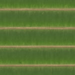 Green seamless bamboo texture. Bamboo wood backdrop. Bamboo wooden planks background.