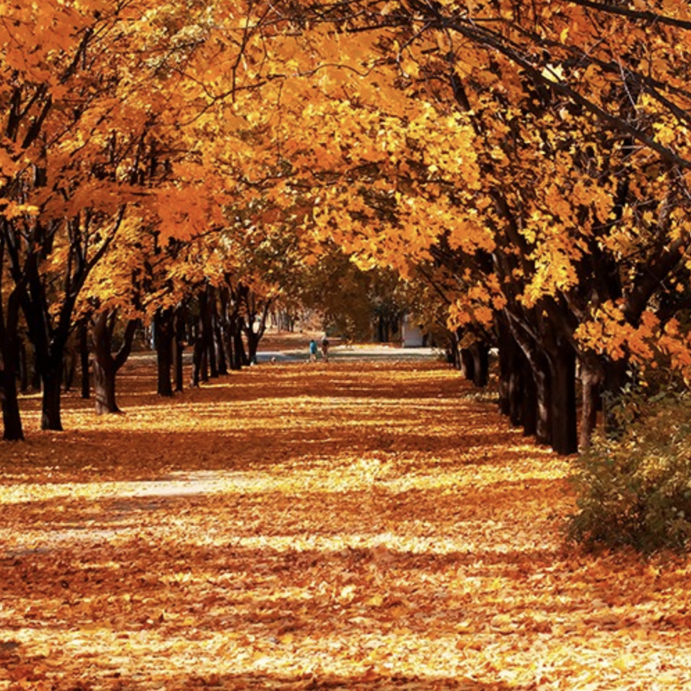 Natural Orange Color in Nature. Pic 1.