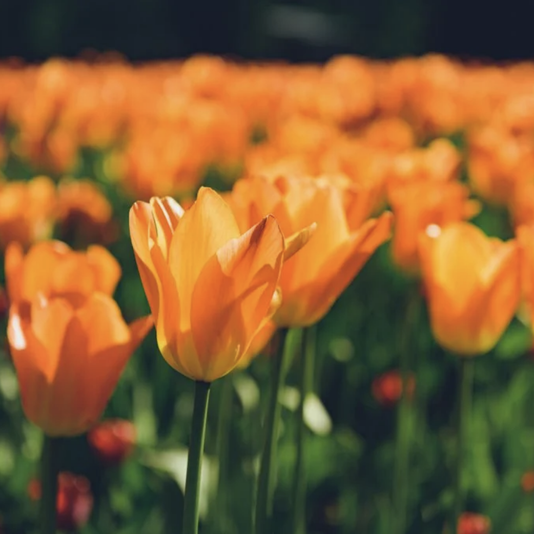Natural Orange Color in Nature. Pic 4.