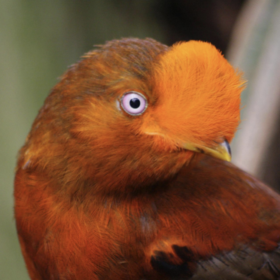Natural Orange Color in Nature. Pic 6.