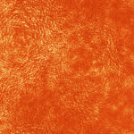 Orange hard rough vintage antique seamless leather texture. Skin background. Leathern surface.